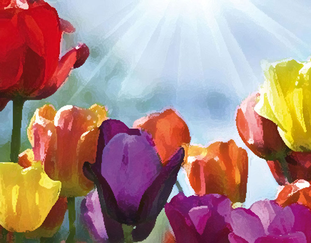 Tulips watercolour